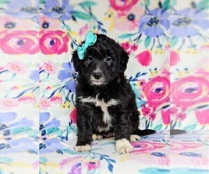 Sheltidoodle Puppy for sale in CHRISTIANA, PA, USA