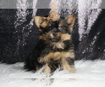Puppy Lucky Bug Yorkshire Terrier