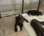 Puppy Puppy 1 Labrador Retriever