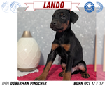 Puppy Lando Doberman Pinscher
