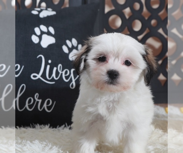 Medium Photo #2 Zuchon Puppy For Sale in MOUNT VERNON, OH, USA