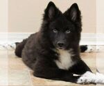 Small Photo #8 Huskimo Puppy For Sale in SEBRING, FL, USA