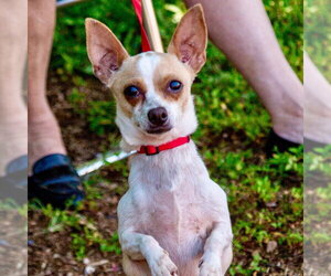 Lilly - Female Chihuahua-Unknown Mix Dog for Adoption - Photo #10
