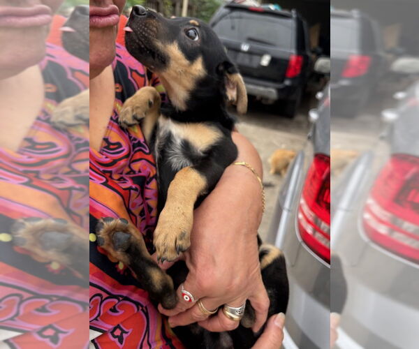 Medium Photo #2 Mutt Puppy For Sale in Oak Bluffs, MA, USA