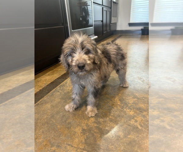 Medium Photo #28 F2 Aussiedoodle Puppy For Sale in BUSH, LA, USA
