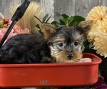 Small #2 Yorkshire Terrier