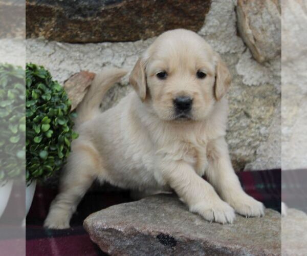 Medium Photo #6 Golden Retriever Puppy For Sale in HONEY BROOK, PA, USA