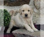 Small Photo #6 Golden Retriever Puppy For Sale in HONEY BROOK, PA, USA