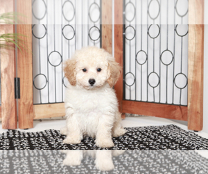 Poodle (Miniature) Puppy for sale in NAPLES, FL, USA