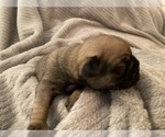 Puppy 5 Pug