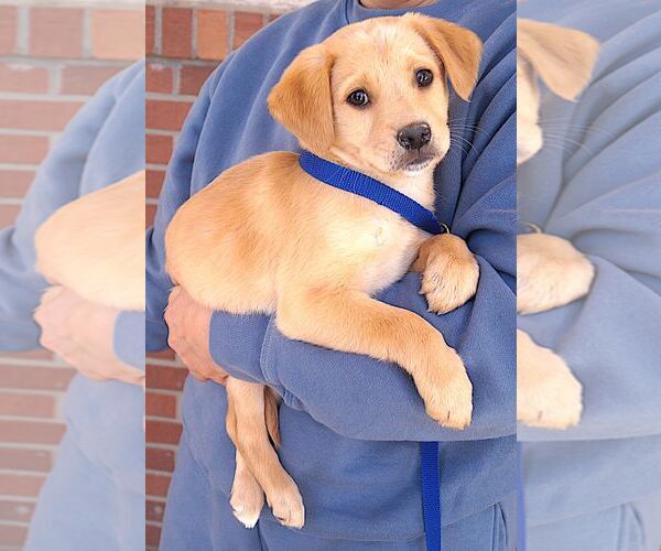 Medium Photo #2 Labrador Retriever Puppy For Sale in Carrollton, TX, USA