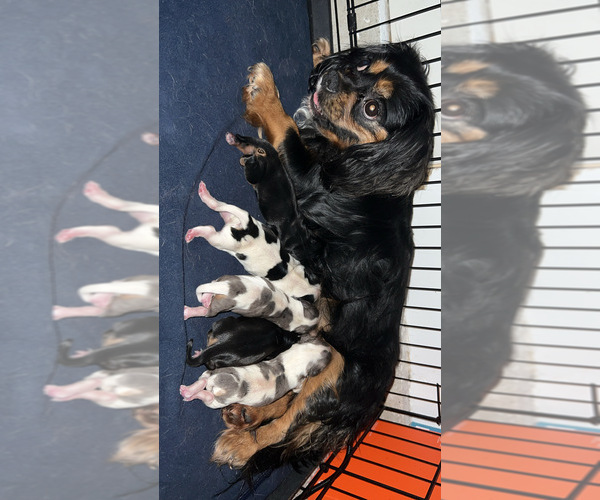 Medium Photo #6 Cavalier King Charles Spaniel Puppy For Sale in DEWITT, MI, USA