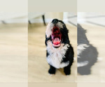 Small Photo #19 Bernedoodle Puppy For Sale in FLEMING ISLAND, FL, USA
