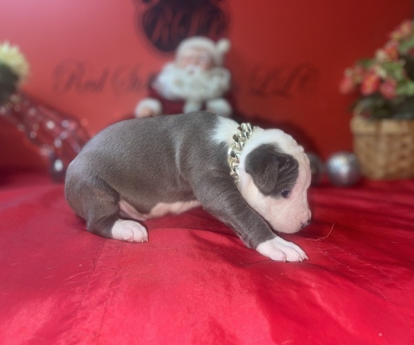 Medium Photo #4 American Pit Bull Terrier Puppy For Sale in TRENTON, NJ, USA