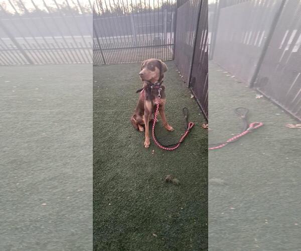 Medium Photo #2 Labrador Retriever-Unknown Mix Puppy For Sale in Rockwall, TX, USA