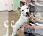 Small #1 American Pit Bull Terrier Mix