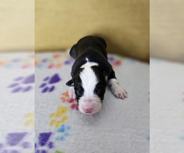 Medium Photo #1 Australian Shepherd Puppy For Sale in PHOENIX, AZ, USA