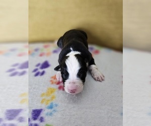 Australian Shepherd Puppy for sale in PHOENIX, AZ, USA