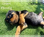 Puppy Green Rottweiler