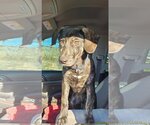 Small Photo #9 Labrador Retriever-Mountain Cur Mix Puppy For Sale in Columbus, IN, USA