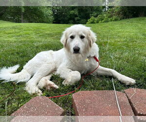 Golden Retriever-Unknown Mix Dogs for adoption in Fenton, MO, USA