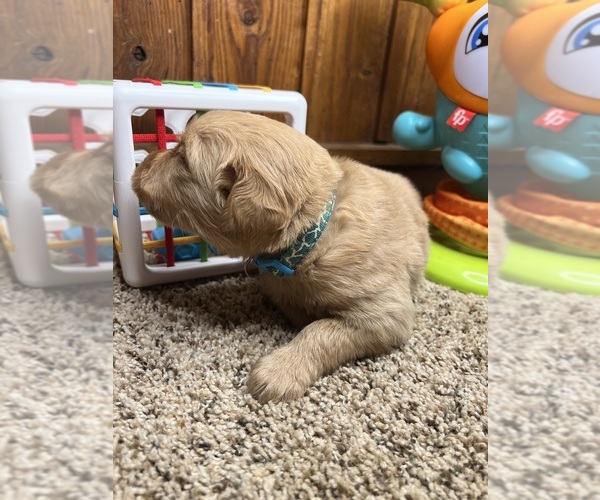 Medium Photo #17 Golden Retriever Puppy For Sale in NEOLA, WV, USA