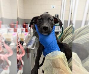 Mutt Dogs for adoption in Las Vegas, NV, USA