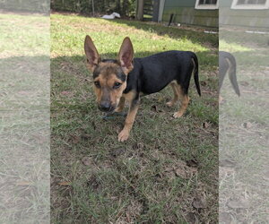 Rezin - Male German Shepherd Dog-Unknown Mix Dog for Adoption - Photo #3