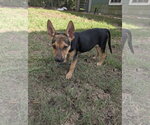 Small Photo #3 German Shepherd Dog-Unknown Mix Puppy For Sale in The Woodlands, TX, USA