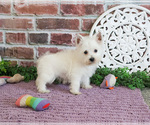 Small #5 West Highland White Terrier