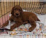 Small Photo #9 Irish Doodle Puppy For Sale in Pacolet, SC, USA