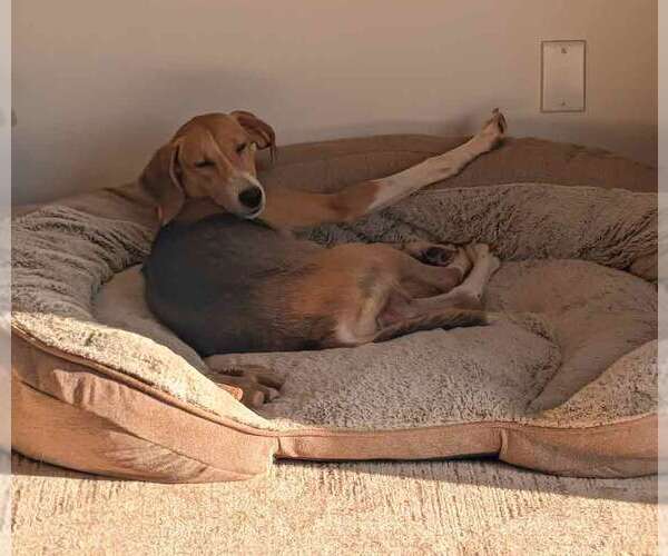 Medium Photo #5 Treeing Walker Coonhound-Unknown Mix Puppy For Sale in Kennesaw, GA, USA