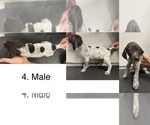 Puppy 2 German Shorthaired Pointer