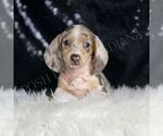 Small Dachshund