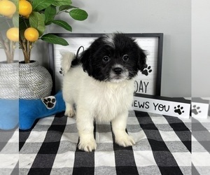 ShihPoo Puppy for Sale in FRANKLIN, Indiana USA