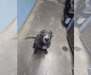 Mutt Dogs for adoption in Evansville, IN, USA