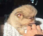 Luke - Male Pomeranian Puppy for Sale - Photo #4