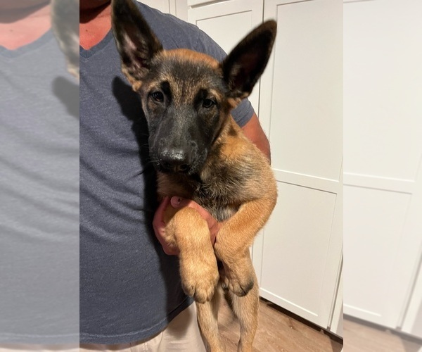 Medium Photo #4 Belgian Malinois Puppy For Sale in SIMI VALLEY, CA, USA