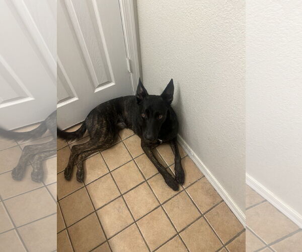 Medium Photo #1 Holland Shepherd Puppy For Sale in Chandler, AZ, USA