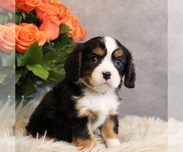 Medium Photo #1 Bernese Mountain Dog-Cavalier King Charles Spaniel Mix Puppy For Sale in COATESVILLE, PA, USA