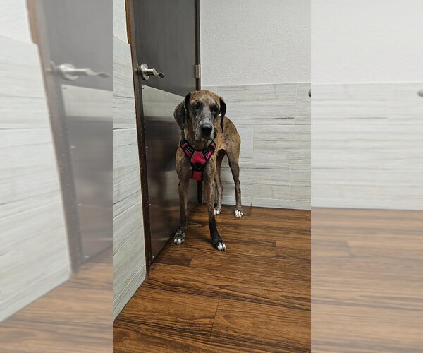 Medium Photo #3 Great Dane Puppy For Sale in Bullard, TX, USA