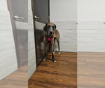 Small #2 Great Dane
