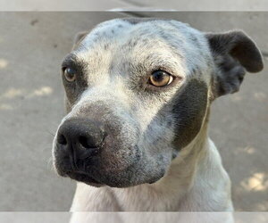 Mutt Dogs for adoption in Tulsa, OK, USA