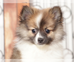 Small #2 Pomeranian