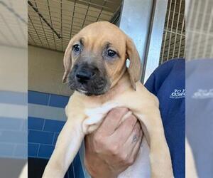 Labrador Retriever Dogs for adoption in Norco, CA, USA