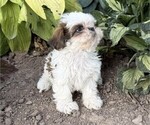 Small Shih Tzu