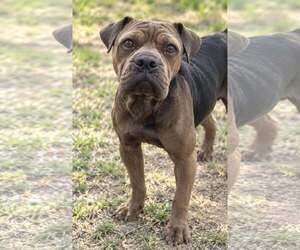 American Pit Bull Terrier-Unknown Mix Dogs for adoption in Minneapolis, MN, USA