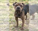 Peppercorn Gravy - Male American Pit Bull Terrier-Unknown Mix Dog for Adoption - Small photo
