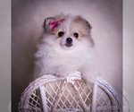 Small #2 Pomeranian