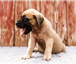 Small #7 Mastiff